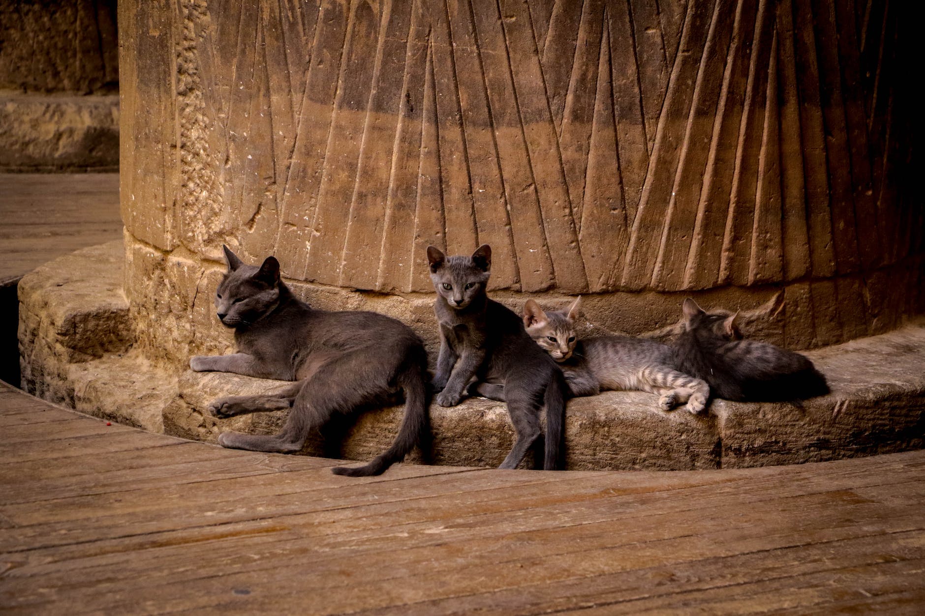 Dark grey cat and three kittens lying on a column footing